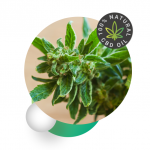 PhenoPen CBD - como tomar - ingredientes - funciona